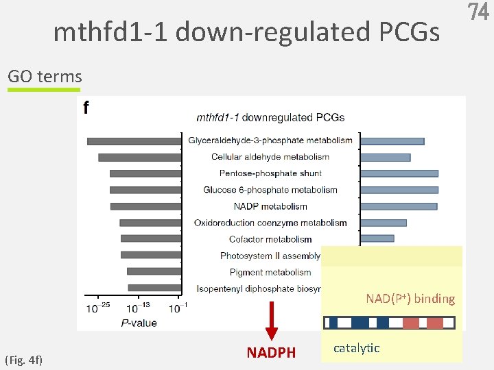 mthfd 1 -1 down-regulated PCGs GO terms NAD(P+) binding (Fig. 4 f) NADPH catalytic