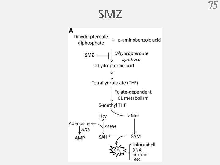 SMZ 75 