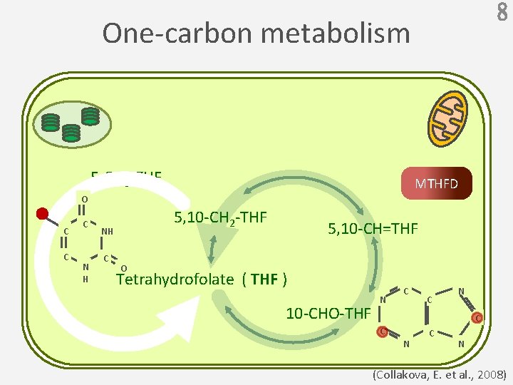 8 One-carbon metabolism 5 -CH 3 -THF MTHFD O C C C N H