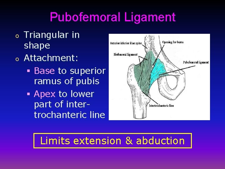 Pubofemoral Ligament o o Triangular in shape Attachment: § Base to superior ramus of