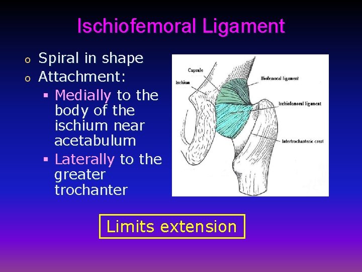 Ischiofemoral Ligament o o Spiral in shape Attachment: § Medially to the body of