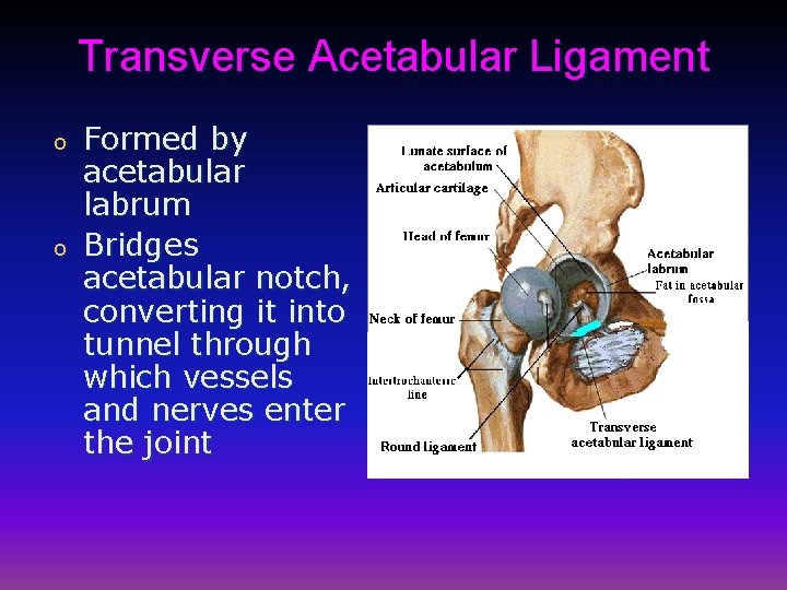 Transverse Acetabular Ligament o o Formed by acetabular labrum Bridges acetabular notch, converting it