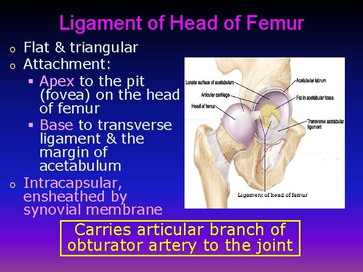 Ligament of Head of Femur o o o Flat & triangular Attachment: § Apex