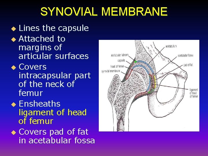SYNOVIAL MEMBRANE Lines the capsule u Attached to margins of articular surfaces u Covers