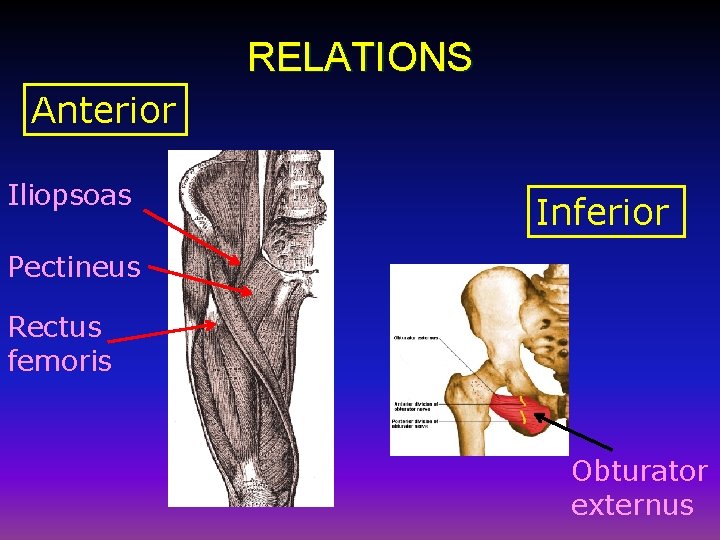 RELATIONS Anterior Iliopsoas Inferior Pectineus Rectus femoris Obturator externus 