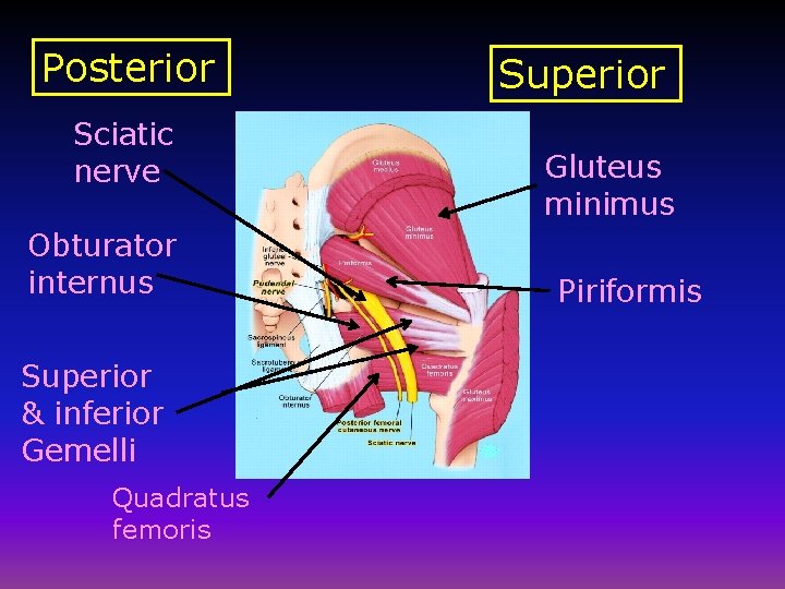 Posterior Sciatic nerve Obturator internus Superior & inferior Gemelli Quadratus femoris Superior Gluteus minimus