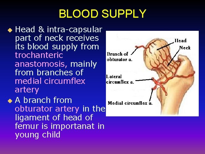 BLOOD SUPPLY Head & intra-capsular part of neck receives its blood supply from trochanteric