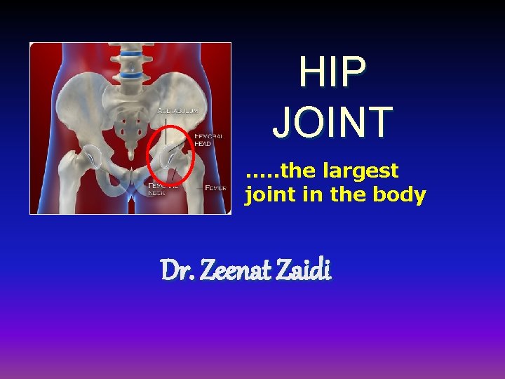 HIP JOINT …. . the largest joint in the body Dr. Zeenat Zaidi 