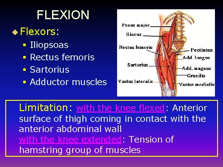 FLEXION u Flexors: § Iliopsoas § Rectus femoris § Sartorius § Adductor muscles Limitation: