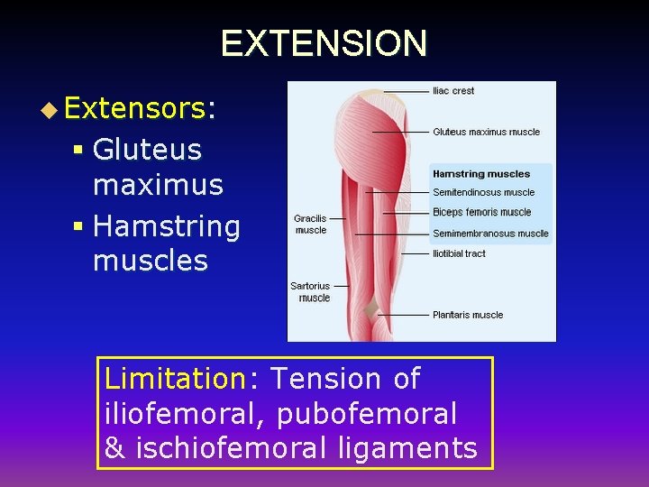 EXTENSION u Extensors: § Gluteus maximus § Hamstring muscles Limitation: Tension of iliofemoral, pubofemoral