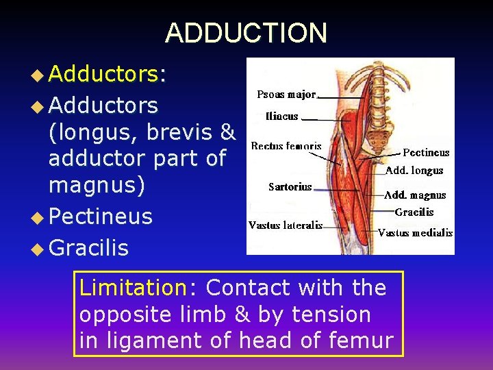 ADDUCTION u Adductors: u Adductors (longus, brevis & adductor part of magnus) u Pectineus