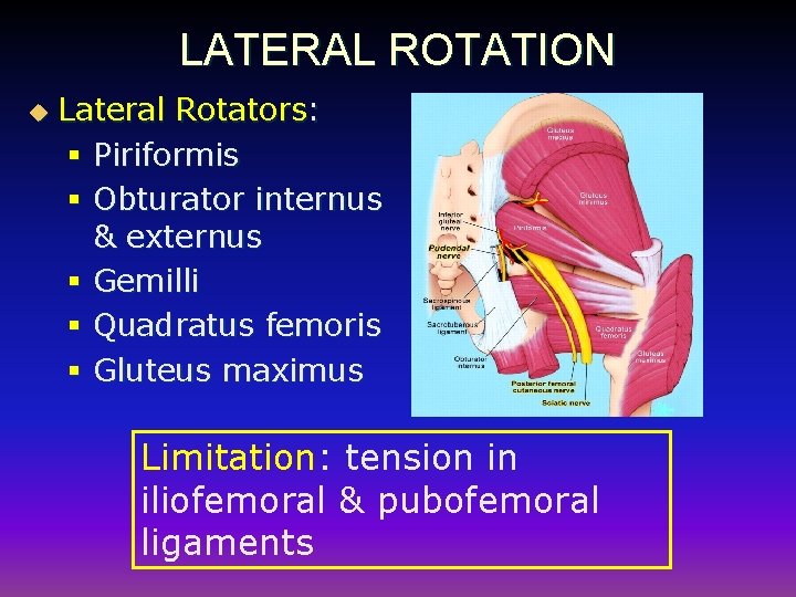 LATERAL ROTATION u Lateral Rotators: § Piriformis § Obturator internus & externus § Gemilli