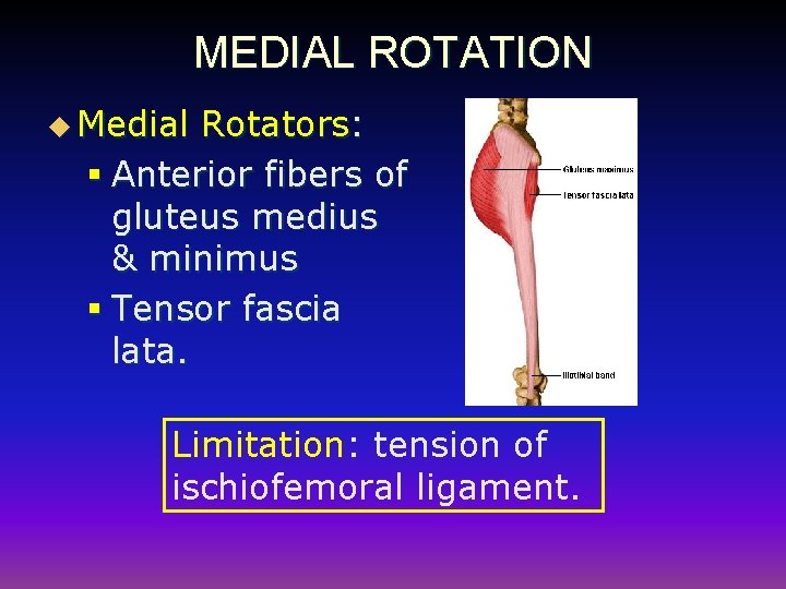 MEDIAL ROTATION u Medial Rotators: § Anterior fibers of gluteus medius & minimus §
