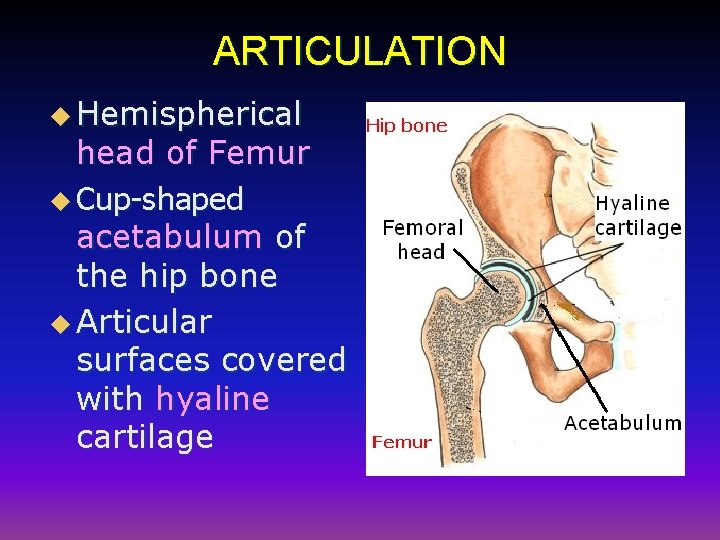 ARTICULATION u Hemispherical head of Femur u Cup-shaped acetabulum of the hip bone u