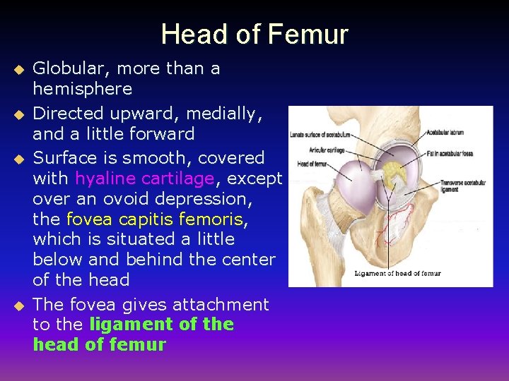 Head of Femur u u Globular, more than a hemisphere Directed upward, medially, and