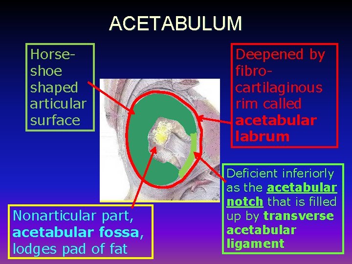 ACETABULUM Horseshoe shaped articular surface Nonarticular part, acetabular fossa, lodges pad of fat Deepened