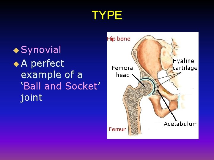 TYPE u Synovial u. A perfect example of a ‘Ball and Socket’ joint 