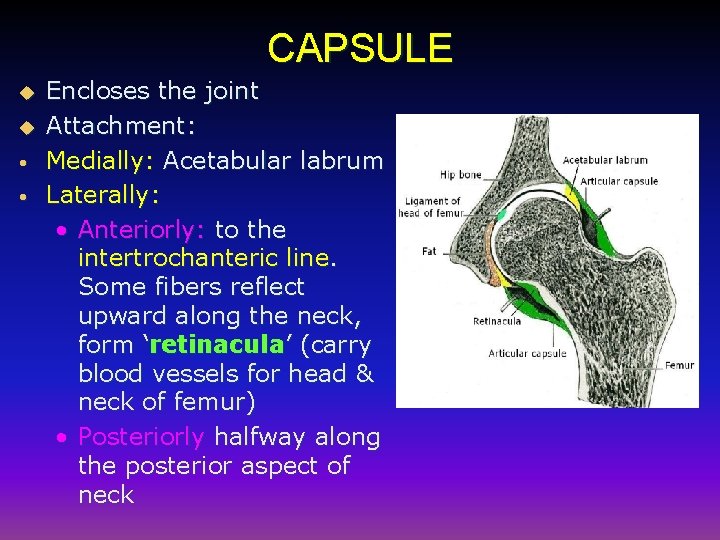 CAPSULE u u • • Encloses the joint Attachment: Medially: Acetabular labrum Laterally: •