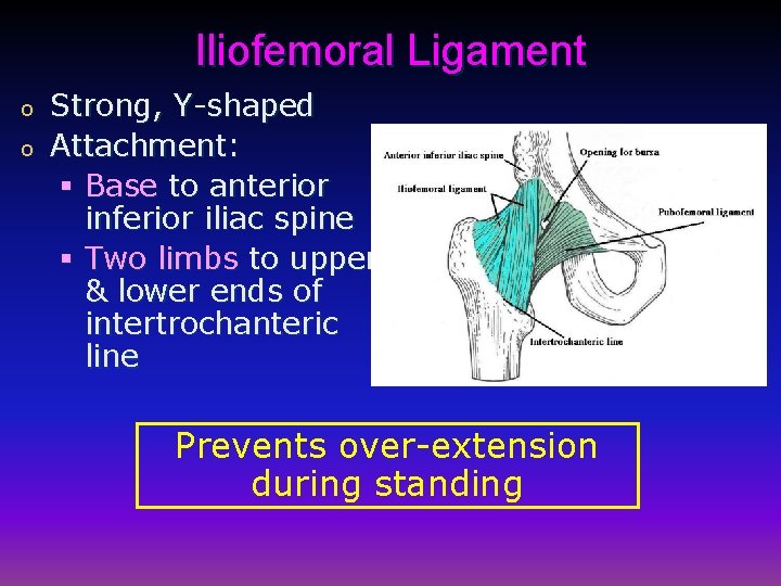 Iliofemoral Ligament o o Strong, Y-shaped Attachment: § Base to anterior inferior iliac spine