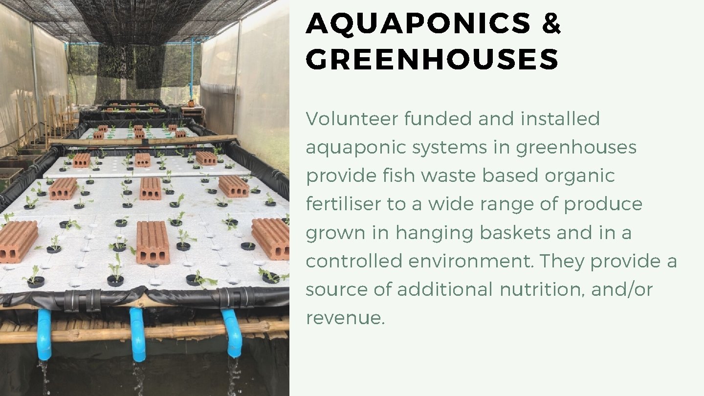 AQUAPONICS & GREENHOUSES Volunteer funded and installed aquaponic systems in greenhouses provide fish waste