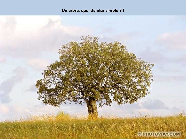 Un arbre, quoi de plus simple ? ! 