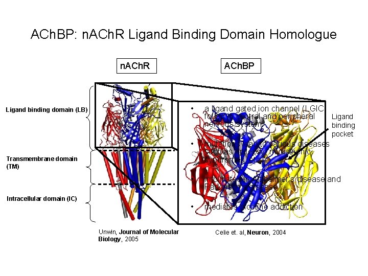 ACh. BP: n. ACh. R Ligand Binding Domain Homologue n. ACh. R ACh. BP
