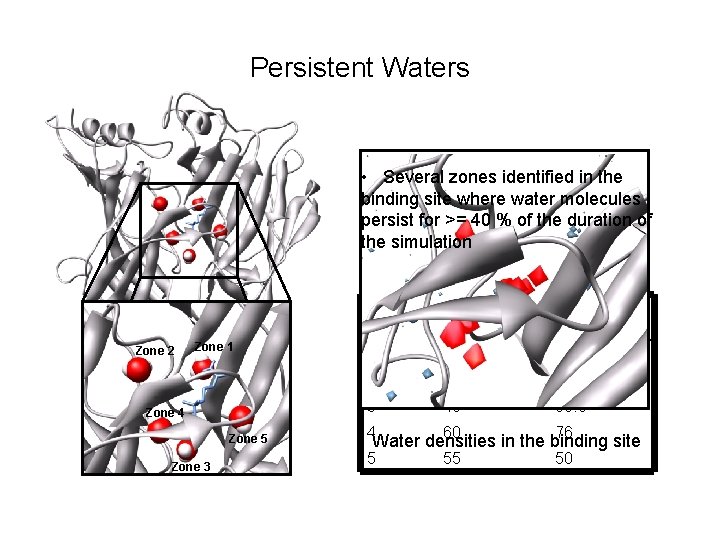 Persistent Waters • Several zones identified in the binding site where water molecules persist