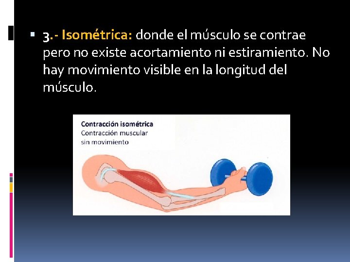  3. - Isométrica: donde el músculo se contrae pero no existe acortamiento ni