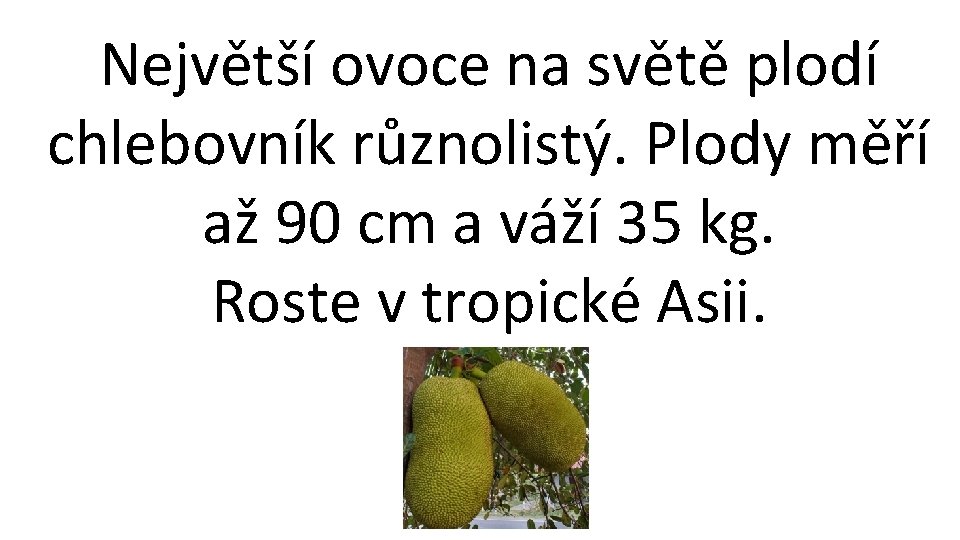 Největší ovoce na světě plodí chlebovník různolistý. Plody měří až 90 cm a váží