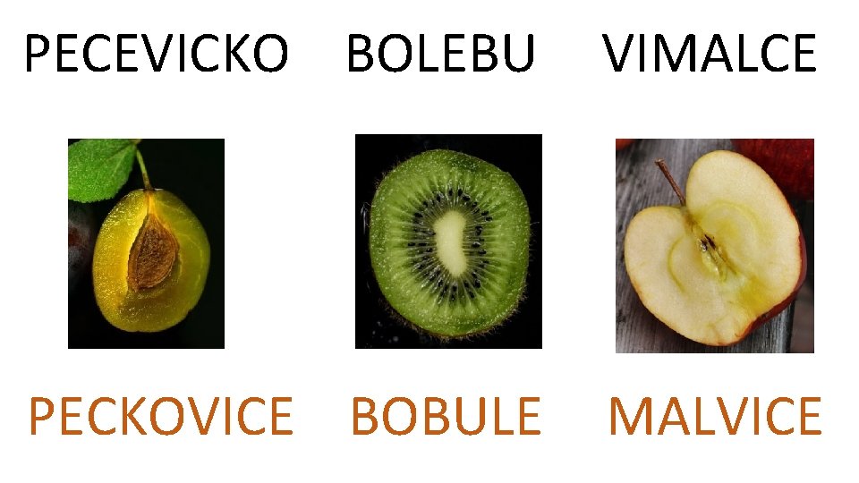 PECEVICKO BOLEBU VIMALCE PECKOVICE BOBULE MALVICE 