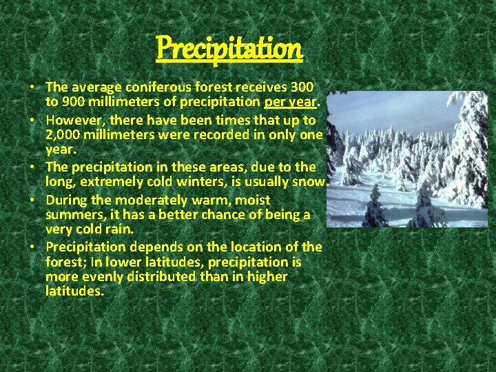 Precipitation • The average coniferous forest receives 300 to 900 millimeters of precipitation per