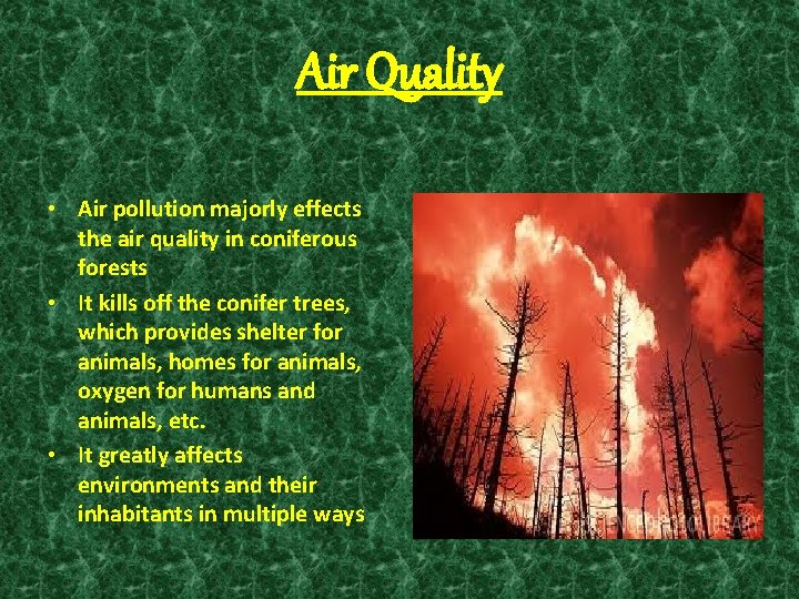 Air Quality • Air pollution majorly effects the air quality in coniferous forests •