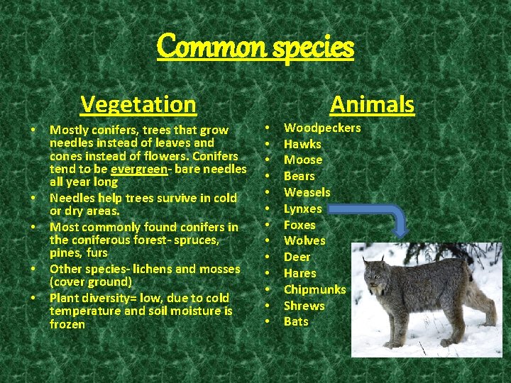 Common species Vegetation • • • Mostly conifers, trees that grow needles instead of