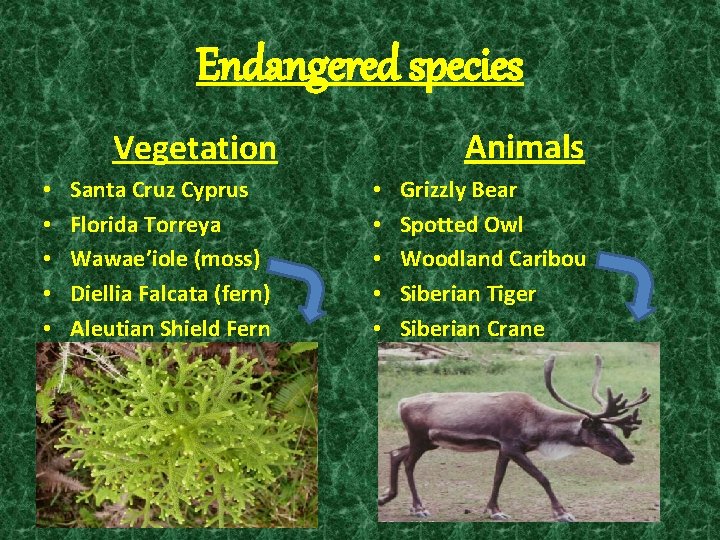 Endangered species Animals Vegetation • • • Santa Cruz Cyprus Florida Torreya Wawae’iole (moss)