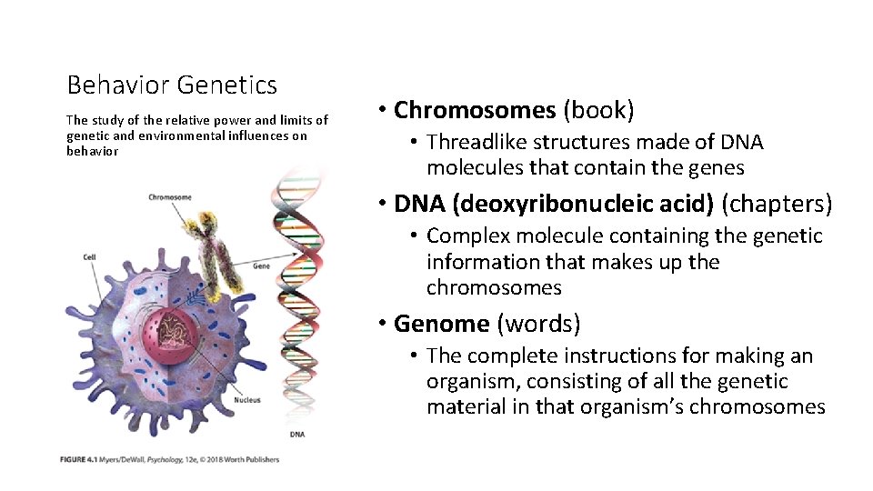 Behavior Genetics The study of the relative power and limits of genetic and environmental