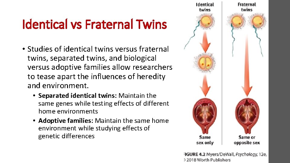 Identical vs Fraternal Twins • Studies of identical twins versus fraternal twins, separated twins,