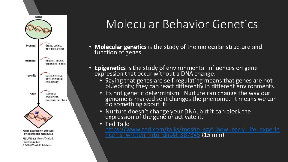 Molecular Behavior Genetics • Molecular genetics is the study of the molecular structure and