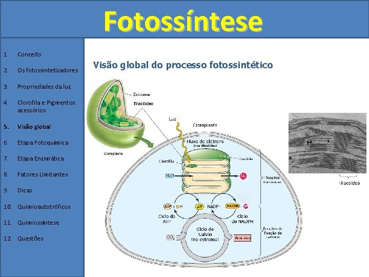 Fotossíntese 1. Conceito 2. Os fotossintetizadores 3. Propriedades da luz 4. Clorofila e Pigmentos