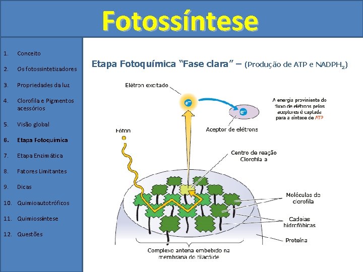 Fotossíntese 1. Conceito 2. Os fotossintetizadores 3. Propriedades da luz 4. Clorofila e Pigmentos