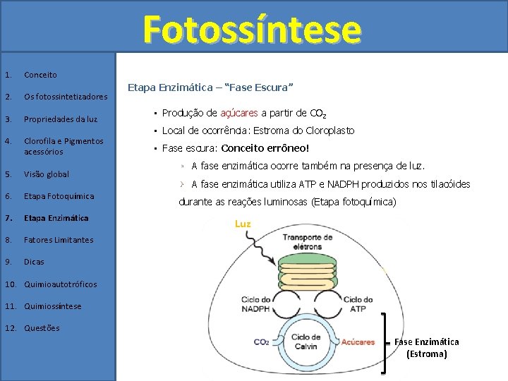 Fotossíntese 1. Conceito 2. Os fotossintetizadores 3. Propriedades da luz 4. Clorofila e Pigmentos