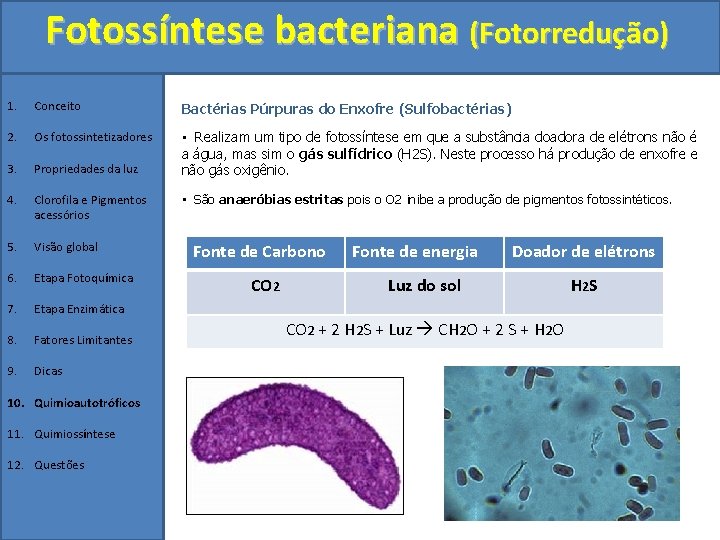 Fotossíntese bacteriana (Fotorredução) 1. Conceito Bactérias Púrpuras do Enxofre (Sulfobactérias) 2. Os fotossintetizadores 3.