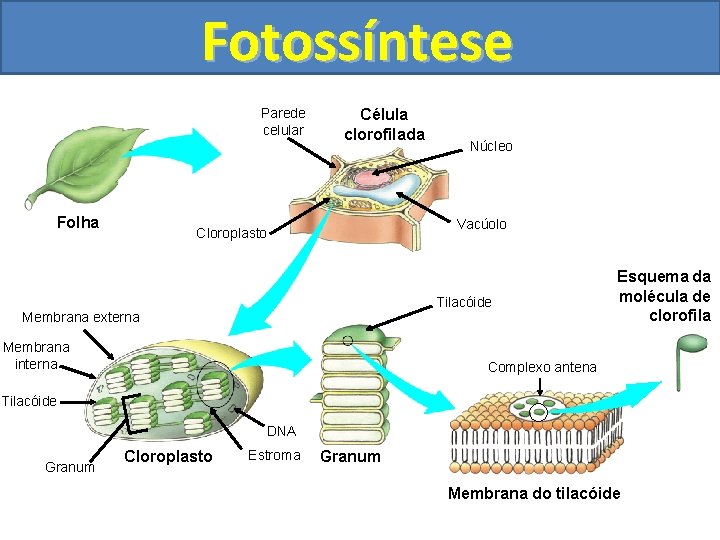 Fotossíntese Parede celular Folha Célula clorofilada Núcleo Vacúolo Cloroplasto Tilacóide Membrana externa Membrana interna
