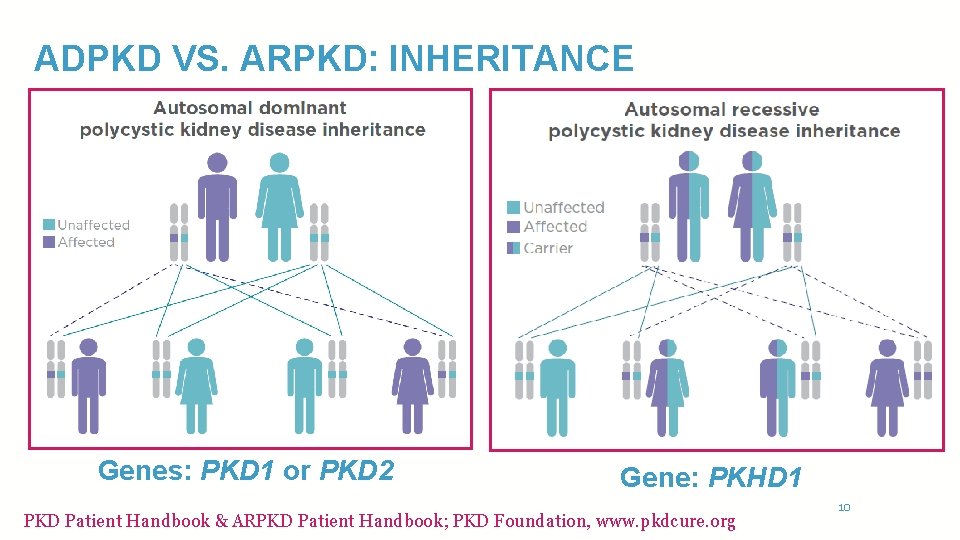 ADPKD VS. ARPKD: INHERITANCE • Dominant Genes: PKD 1 or PKD 2 Gene: PKHD