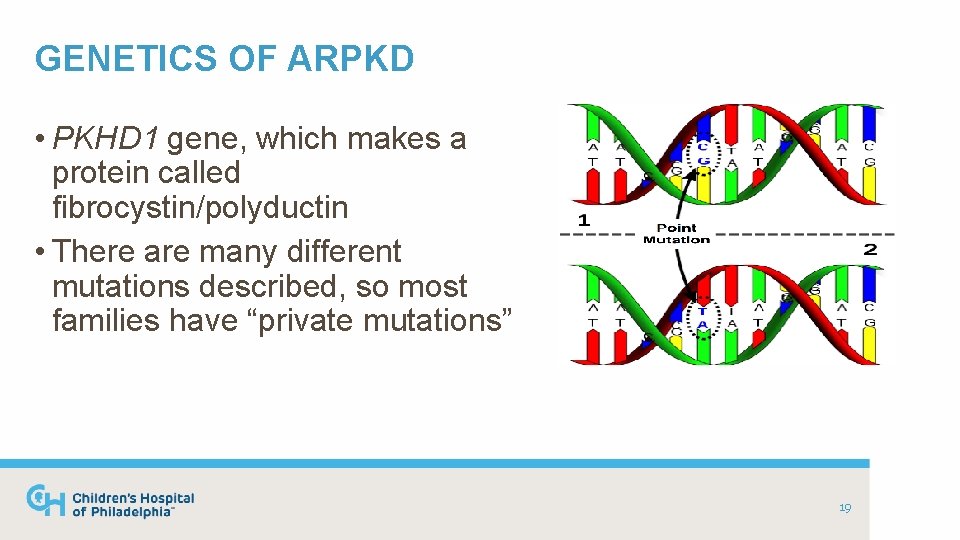 GENETICS OF ARPKD • PKHD 1 gene, which makes a protein called fibrocystin/polyductin •