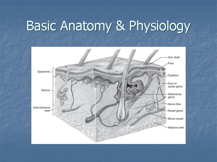Basic Anatomy & Physiology 