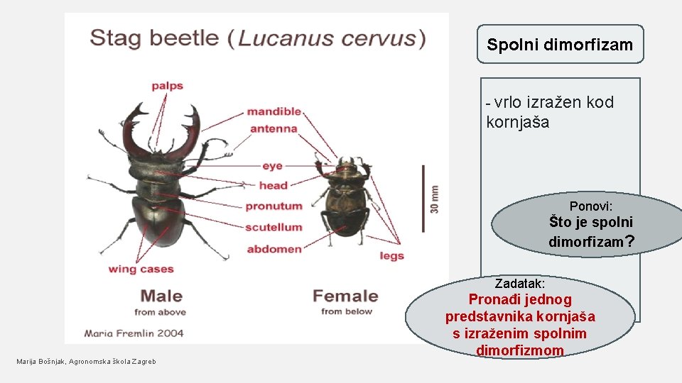 Spolni dimorfizam - vrlo izražen kod kornjaša Ponovi: Što je spolni dimorfizam? Zadatak: Marija