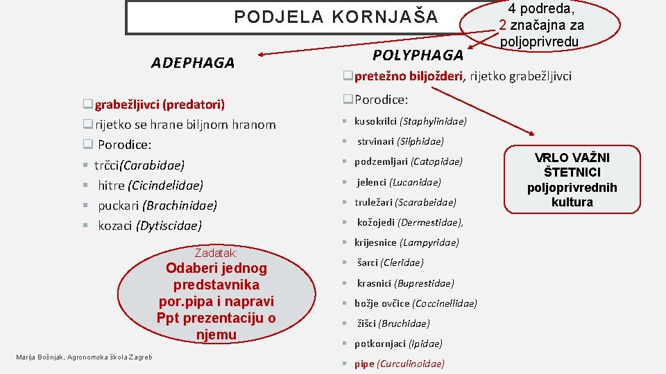 PODJELA KORNJAŠA ADEPHAGA qgrabežljivci (predatori) qrijetko se hrane biljnom hranom q Porodice: § trčci(Carabidae)