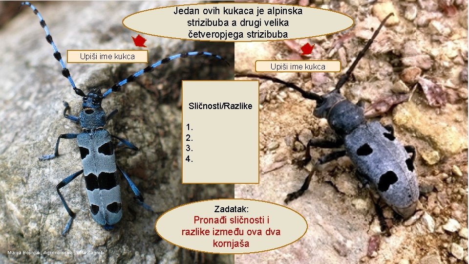 Jedan ovih kukaca je alpinska strizibuba a drugi velika četveropjega strizibuba Upiši ime kukca