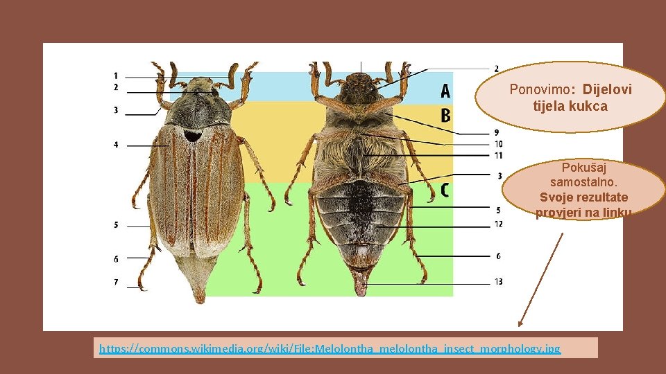 Ponovimo: Dijelovi tijela kukca Pokušaj samostalno. Svoje rezultate provjeri na linku https: //commons. wikimedia.