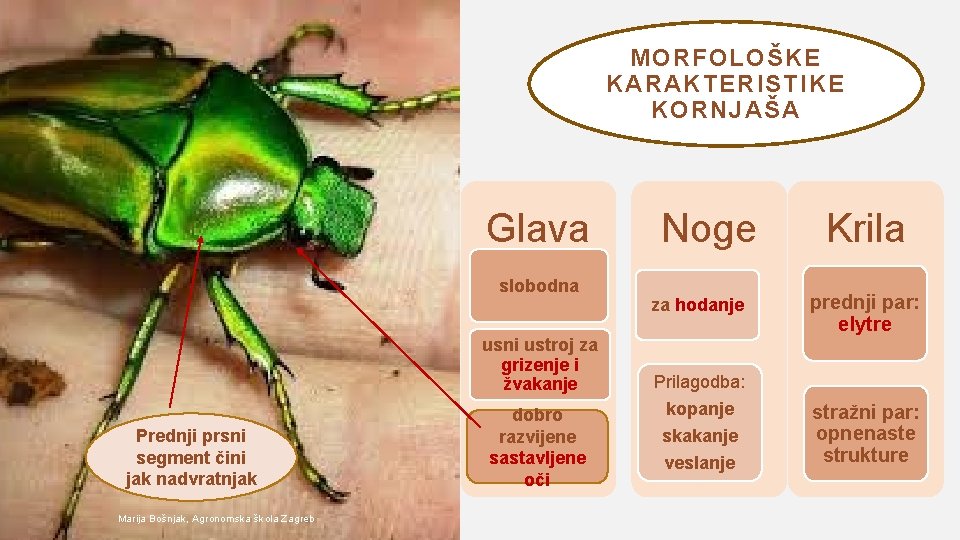 MORFOLOŠKE KARAKTERISTIKE KORNJAŠA Glava slobodna usni ustroj za grizenje i žvakanje Prednji prsni segment